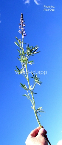 lupine, silky